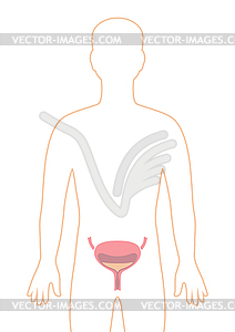 With bladder internal organ. Human body anatomy. - vector clip art