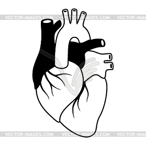 Heart internal organ. Human body anatomy. Health - vector clipart / vector image