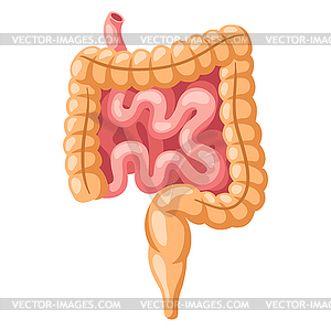 Intestines internal organ. Human body anatomy. - vector image