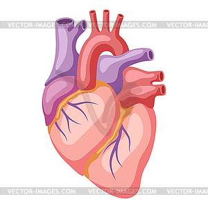 Внутренний орган сердца. Анатомия человеческого тела. Здоровье - клипарт в векторном виде