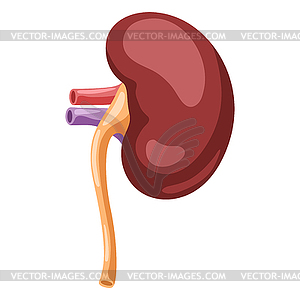 Внутренний орган почка. Анатомия человеческого тела. Здоровье - иллюстрация в векторном формате