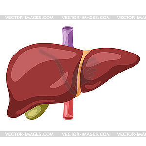 Liver internal organ. Human body anatomy. Health - vector clipart