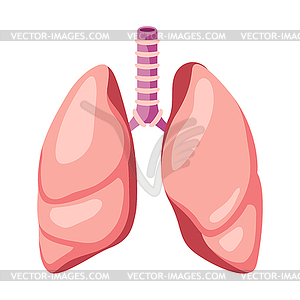 Lungs internal organ. Human body anatomy. Health - color vector clipart