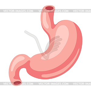 Stomach internal organ. Human body anatomy. Health - vector image