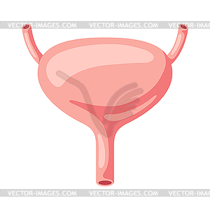 Bladder internal organ. Human body anatomy. Health - vector clipart