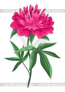 Peony flower. Beautiful decorative spring plant - vector image