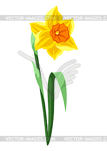 Daffodil flower. Beautiful decorative spring plant - vector image