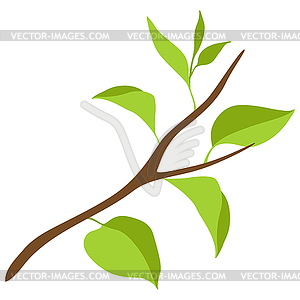 Branch with green leaves. Spring or summer twig - vector image