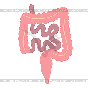 Intestines internal organ. Human body anatomy. - vector image