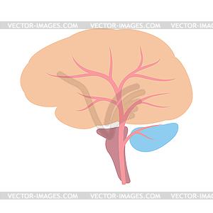 Brain internal organ. Human body anatomy. Health - vector clipart