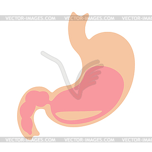 Stomach internal organ. Human body anatomy. Health - vector image