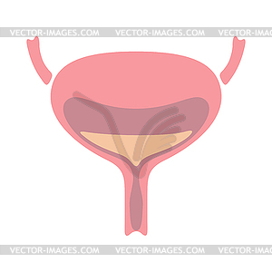 Bladder internal organ. Human body anatomy. Health - stock vector clipart