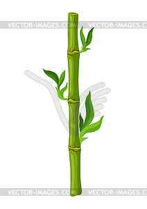 Green bamboo stem and leaves. Decorative exotic - vector clip art