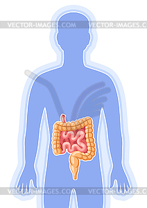 With intestines internal organ. Human body - vector image