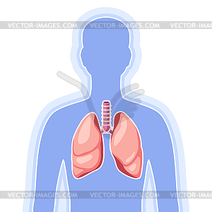 With lungs internal organ. Human body anatomy. - vector clipart