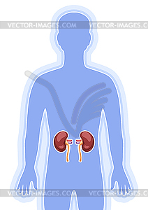 With kidneys internal organ. Human body anatomy. - vector clip art