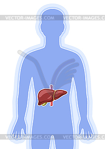 With liver internal organ. Human body anatomy. - vector clipart