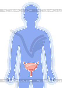 С внутренним органом мочевого пузыря. Анатомия человеческого тела. - векторное изображение