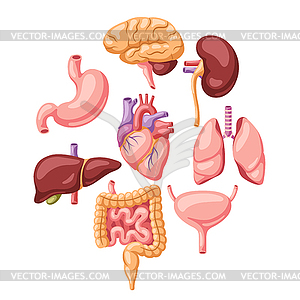 Background with internal organs. Human body anatomy - vector clipart / vector image