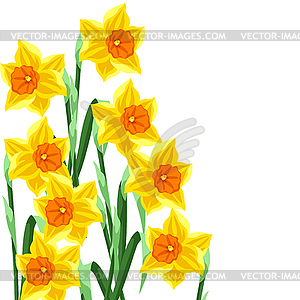 Background with daffodils flowers. Beautiful - vector image