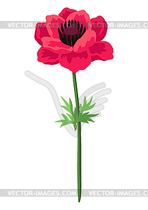 Anemone flower. Beautiful decorative spring plant - vector clipart