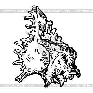 Stylized shell. Marine fauna and wildlife - vector image