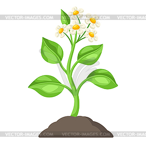 Young green plant with flowers in ground. - color vector clipart