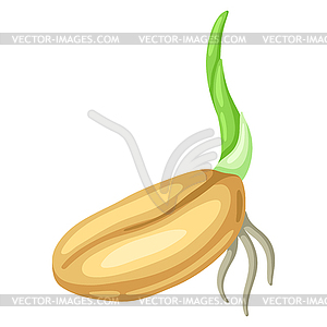 Sprouted seed for sowing. Agricultural planting  - vector clipart