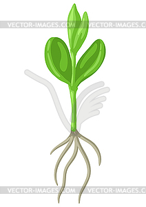 Young green sprout with roots. Agricultural plantin - vector clipart / vector image