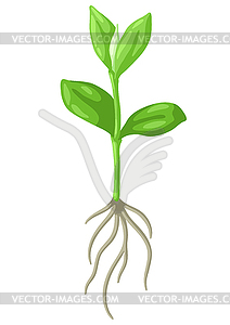 Молодой зеленый росток с корнями. Сельскохозяйственное растение - векторное изображение клипарта
