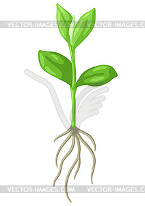 Young green sprout with roots. Agricultural plantin - vector image