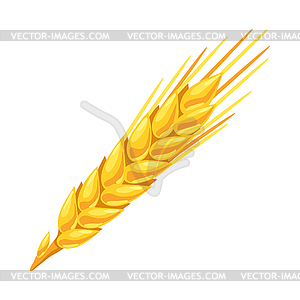 Wheat. Agricultural image golden ear of barley or - vector clipart