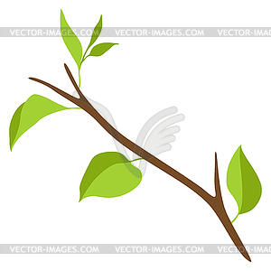 Branch with green leaves. Spring or summer twig - vector image