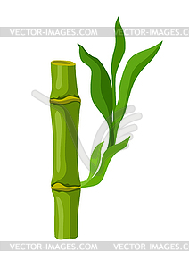 Green bamboo stem and leaves. Decorative exotic - vector clipart