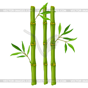 Green bamboo stems and leaves. Decorative exotic - vector clipart