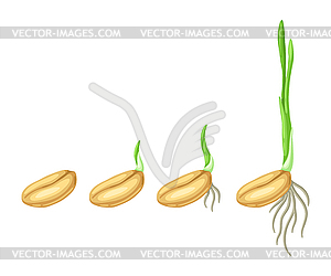 Семена прорастание этапы для посева. Сельскохозяйственный - векторизованное изображение