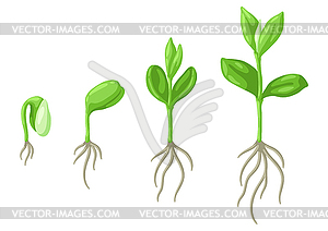 Young green sprouts germination stages. Agricultura - vector clipart