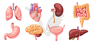 Set of internal organs. Human body anatomy. Health - royalty-free vector image