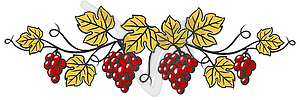 Vine with leaves and bunches of grapes. Winery imag - vector image