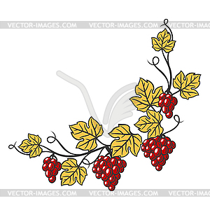 Виноградная лоза рисунок - 49 фото
