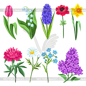 Набор весенних цветов. Красивый декоративный - векторное изображение EPS