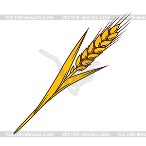Wheat. Agricultural image with natural ear of barle - color vector clipart