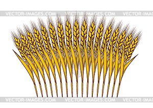 Bunch of wheat. Agricultural image with natural ear - vector clip art