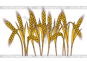 Bunch of wheat. Agricultural image with natural ear - vector clipart