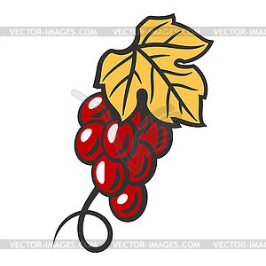 Bunch of red grapes. Winery image for restaurants - vector image