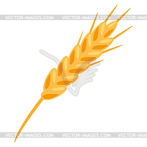 Wheat. Agricultural image with natural ear of barle - royalty-free vector clipart