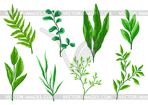 Set of green leaves. Spring or summer stylized - vector image