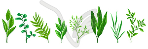 Набор зеленых листьев. Весенний или летний стилизованный - векторное графическое изображение