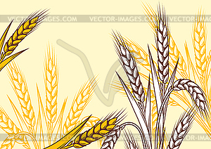 Фон с пшеницей. Сельскохозяйственный образ с - изображение в векторном виде