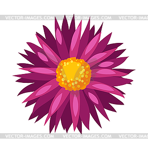 Aster flower. Beautiful decorative autumn plant - vector image